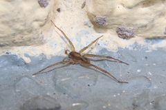 Araneae