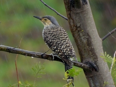 Colaptes pitius