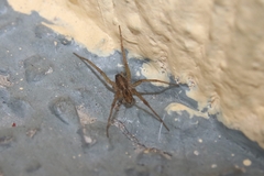 Araneae