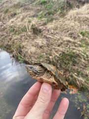 Sternotherus peltifer
