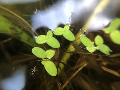 Lemna aequinoctialis