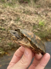 Sternotherus peltifer