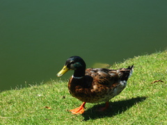 Anas platyrhynchos domesticus