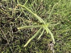 Asclepias fascicularis