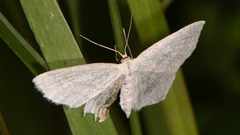 Scopula junctaria