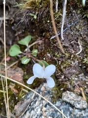 Viola cunninghamii