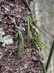 Dendrobium teretifolium
