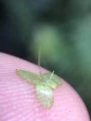 Lemna aequinoctialis