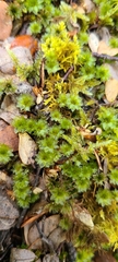 Rosulabryum