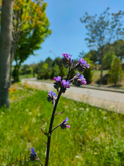 Anchusa