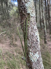 Dendrobium teretifolium