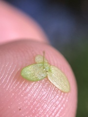 Lemna aequinoctialis