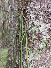 Dendrobium teretifolium