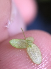 Lemna aequinoctialis