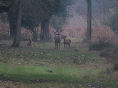 Cervus elaphus italicus