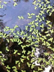 Lemna aequinoctialis