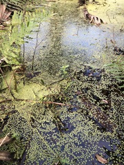 Lemna aequinoctialis