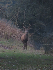 Cervus elaphus italicus