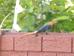 Agama planiceps