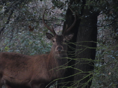 Cervus elaphus italicus