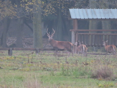 Cervus elaphus italicus