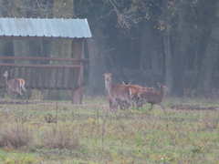 Cervus elaphus italicus