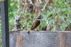 Pitangus sulphuratus