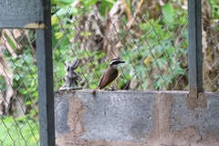 Pitangus sulphuratus