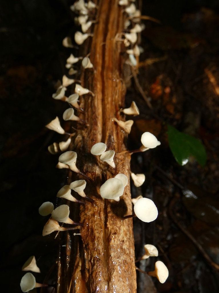 Gymnopus montagnei · November 2022 · photo: © squiresk (iNaturalist, cc-by)