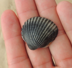 Cerastoderma glaucum