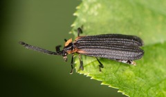Leptoceletes basalis