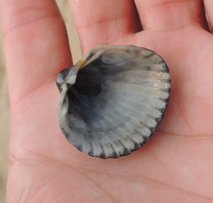 Cerastoderma glaucum