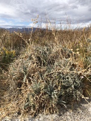 Cirsium mohavense