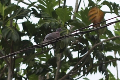 Patagioenas cayennensis