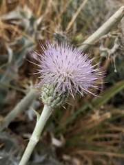 Cirsium mohavense