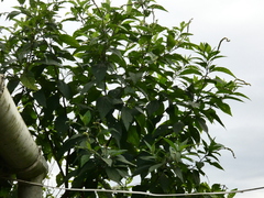 Varronia curassavica