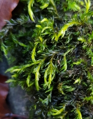 Cinclidotus fontinaloides