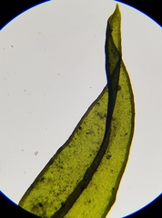 Cinclidotus fontinaloides