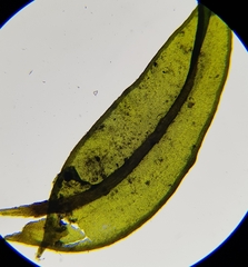 Cinclidotus fontinaloides