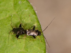 Microtechnites bractatus