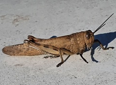 Anacridium aegyptium