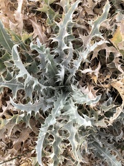 Cirsium mohavense