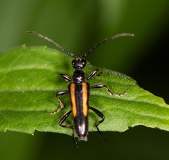 Strangalepta abbreviata