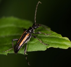 Strangalepta abbreviata