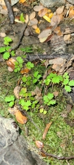 Acaena juvenca