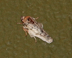 Antaeotricha