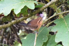 Troglodytes solstitialis