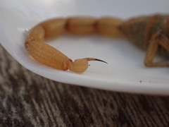 Centruroides exilicauda