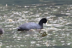 Fulica ardesiaca