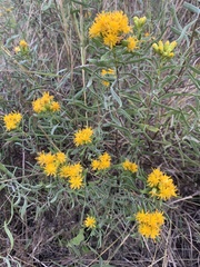 Euthamia gymnospermoides